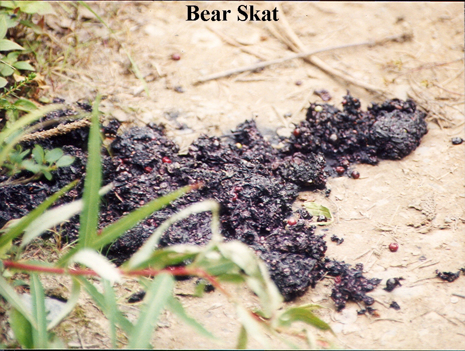 Bear Scat. A warning a bear can be close by